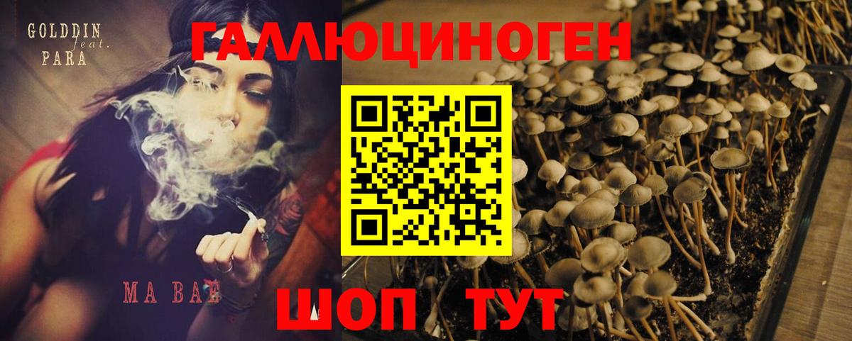 Псилоцибиновые грибы Psilocybe Белово